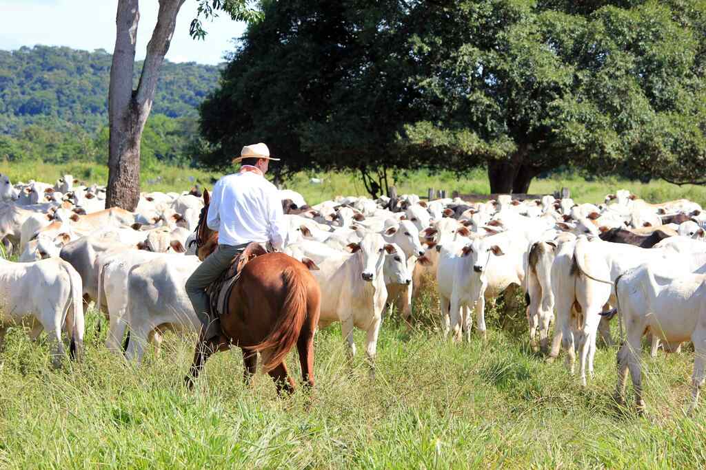 Produtor no campo conduzindo gado de corte