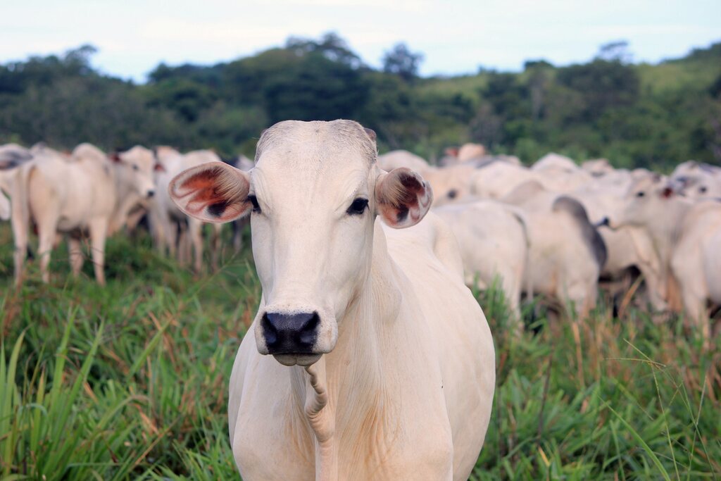 Animal jovem e saudável em rebanho de gado de corte