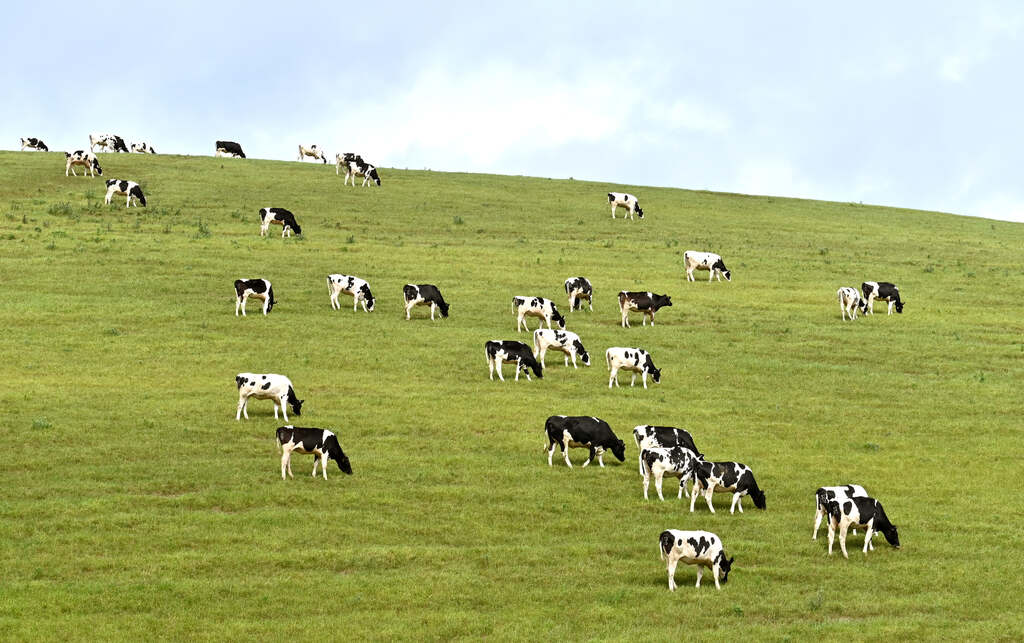 Rebanho de vacas Holandesas pastando em uma colina verde sob céu nublado.