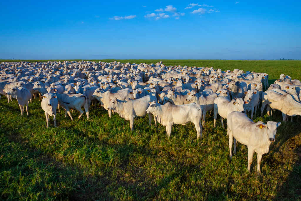 Rebanho bovino no pasto, nutrição bovina
