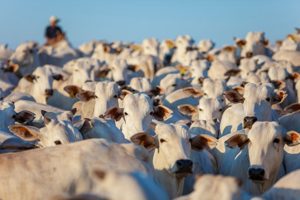 Rebanho bovino saudável, nutrição bovina