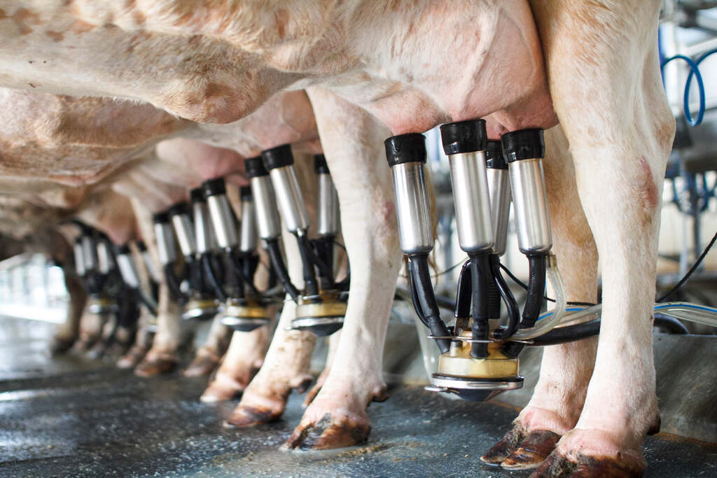 Ordenha de vacas, ração para aumentar o leite das vacas