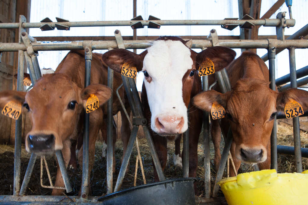 Gado em sistema de confinamento alimentado com ração enriquecida com algodão para gado