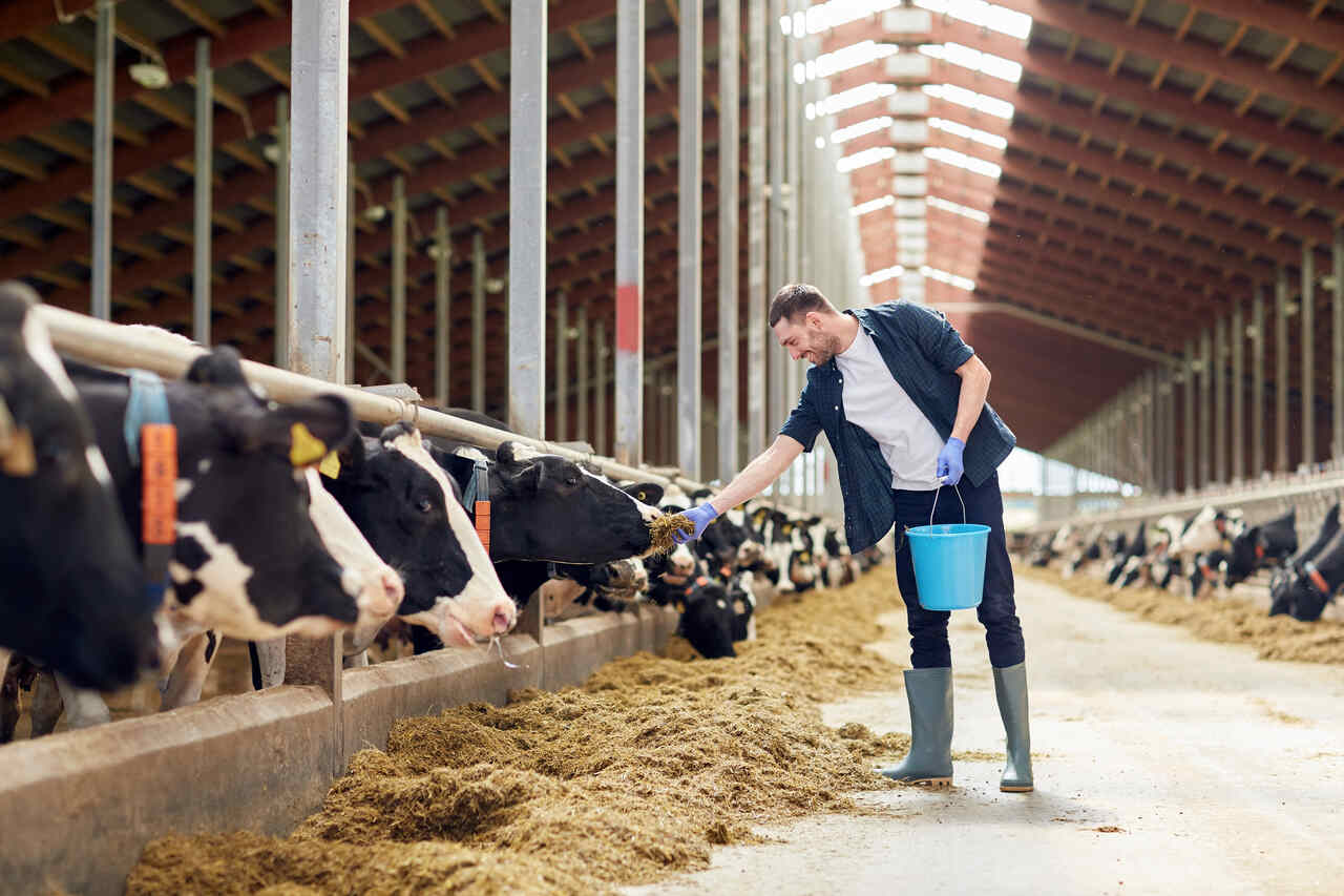 Produtor rural alimentando vacas leiteiras em galpão com ração e balde azul