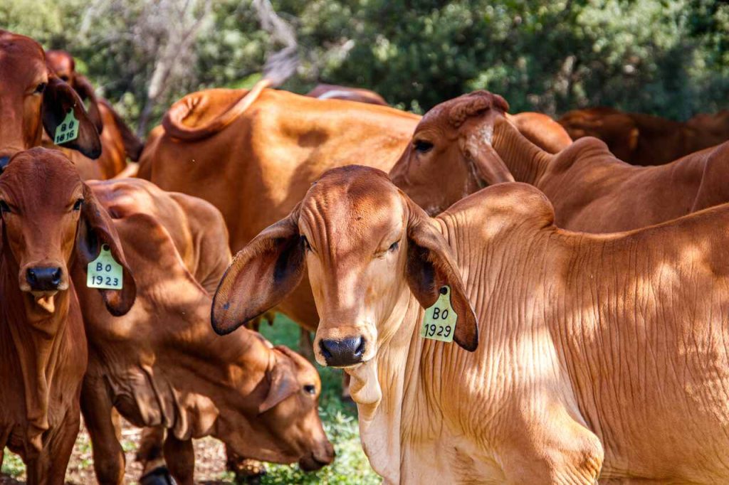 Grupo de gado Nelore de pelagem castanha pastando em uma área ensolarada com árvores ao fundo. Os animais possuem brincos de identificação numerados nas orelhas, e o foco principal está em um bezerro que olha diretamente para a câmera.