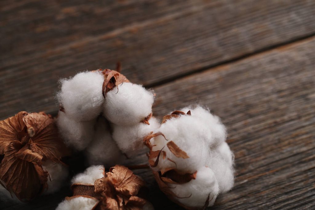 Capulho de algodão in natura utilizado na alimentação de bovinos