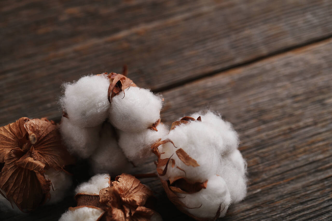 Capulho de algodão in natura utilizado na alimentação de bovinos