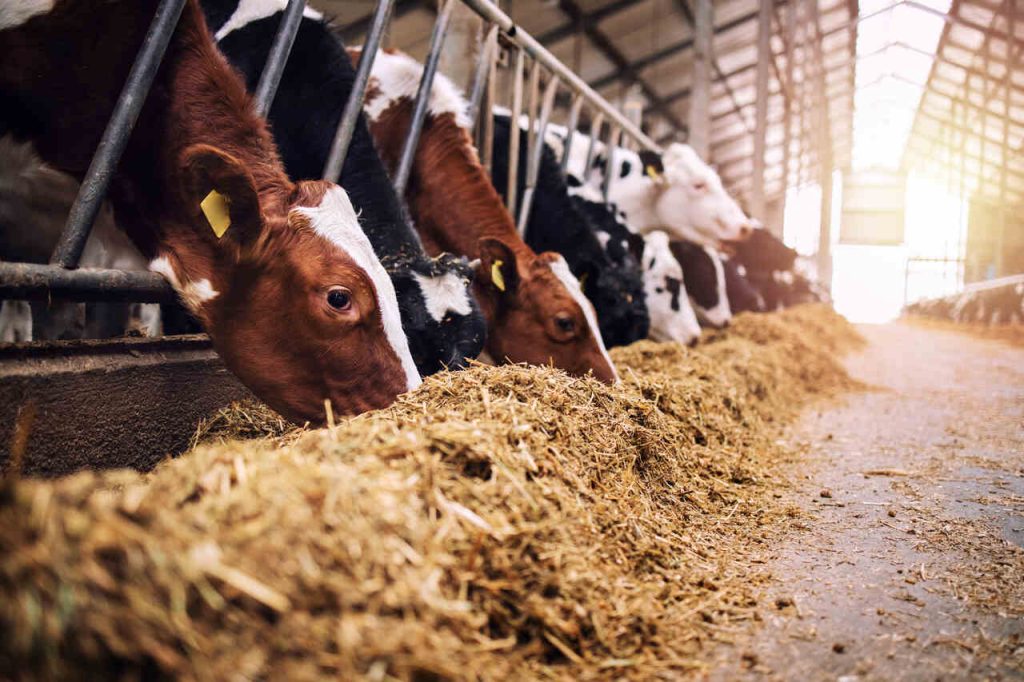 Gado de corte consumindo suplemento proteico no cocho em sistema de confinamento para otimização da nutrição animal.