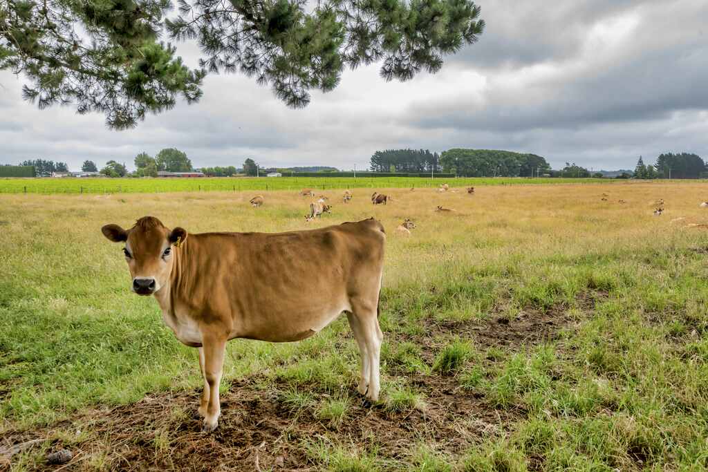 Um bezerro da raça Jersey de pelagem marrom clara em pé em um pasto verde sob um céu nublado. Ao fundo, outras vacas descansam no campo e há uma linha de árvores no horizonte.