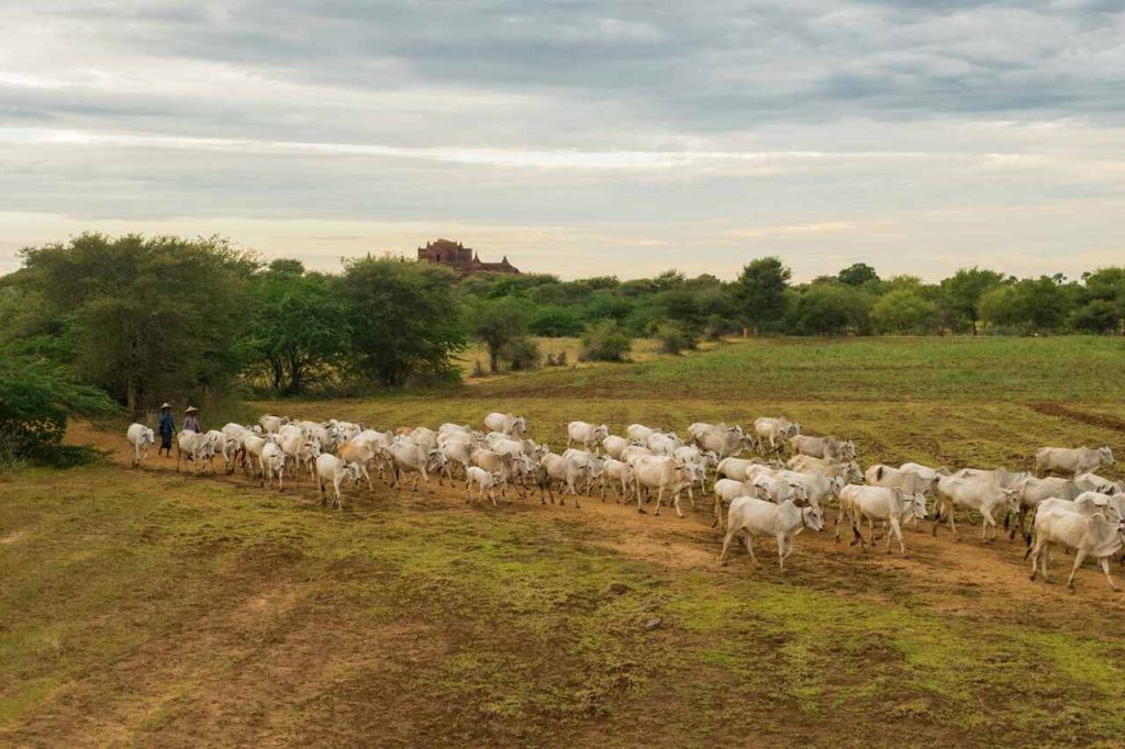 Vista aérea de um rebanho de bois brancos sendo conduzido por uma estrada de terra em uma área rural. A paisagem inclui árvores esparsas, pastos secos e uma estrutura histórica ao fundo sob um céu nublado.