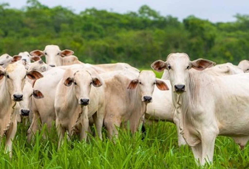 Grupo de bois brancos da raça Nelore pastando em um campo de grama verde alta. Ao fundo, há uma densa vegetação de árvores sob um céu claro, focando no manejo de pastagem.