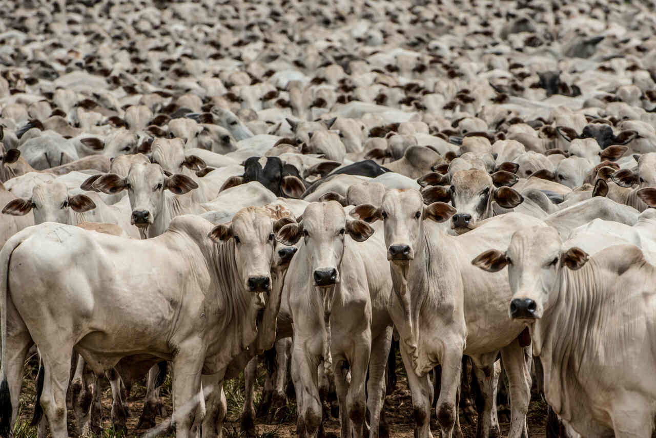 Vista frontal de um grande rebanho de gado Nelore em um confinamento. Os animais são brancos com orelhas médias e olham para a frente, preenchendo quase todo o quadro da imagem em um ambiente de terra batida.