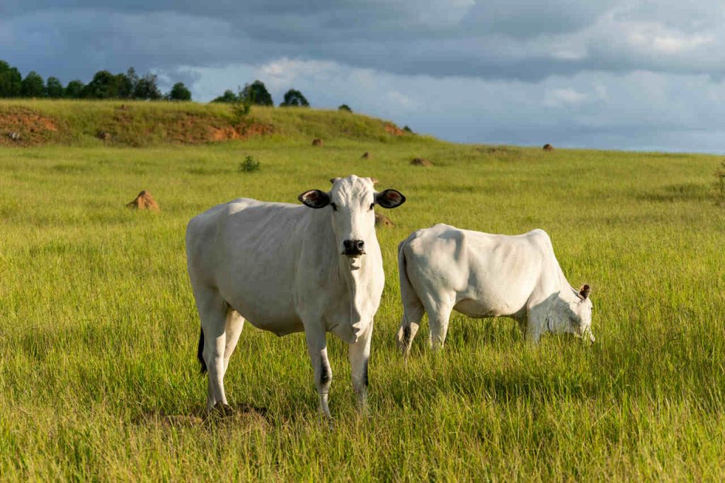 Gado branco pastando em área verde aberta durante o dia