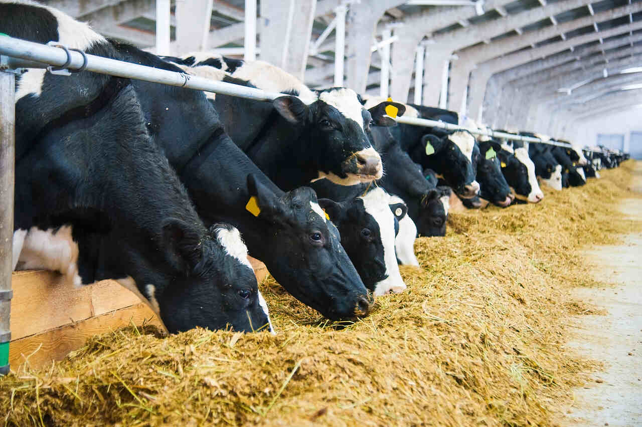 Vacas leiteiras se alimentando em cocho dentro de galpão de confinamento