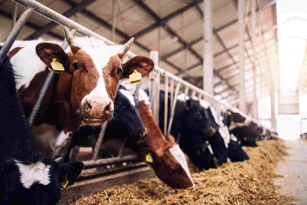 Close de uma vaca malhada em tons de marrom e branco em um estábulo coberto. Ela olha para a câmera enquanto outras vacas ao fundo, alinhadas em uma estrutura metálica, se alimentam de silagem disposta no chão. O ambiente é iluminado e bem ventilado.