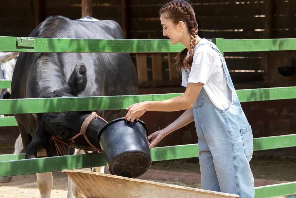 Uma mulher sorridente com cabelo trançado e macacão jeans alimenta um boi preto em um cercado de madeira verde. Ela segura um balde preto enquanto o animal aproxima a cabeça para comer. A cena ocorre ao ar livre em uma fazenda ou ambiente rural.