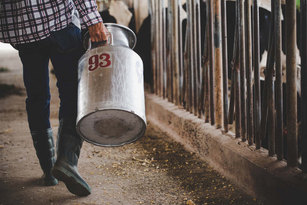 Produtor rural carregando latão de leite em corredor de estábulo com vacas leiteiras ao fundo, representando a produtividade da pecuária de leite.
