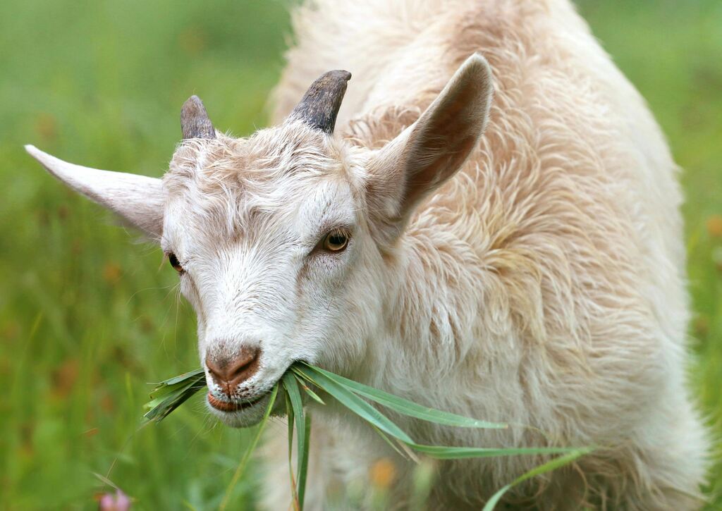 Close-up de um cabrito jovem de pelagem clara comendo pasto verde fresco, destacando a alimentação natural de caprinos