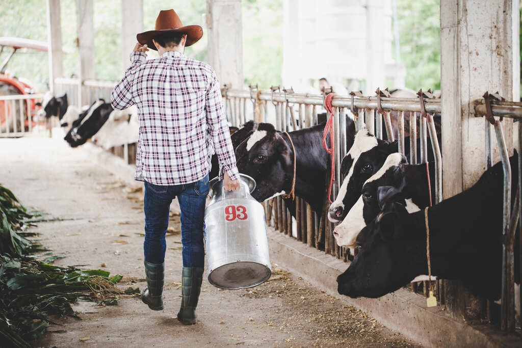 Produtor em fazenda leiteira manejando vacas alimentadas com torta de algodão