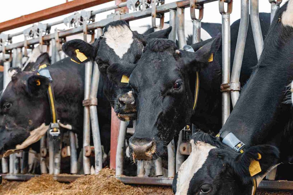 Vacas leiteiras com colares de monitoramento recebendo suplemento com proteína bypass para aumento da produtividade.