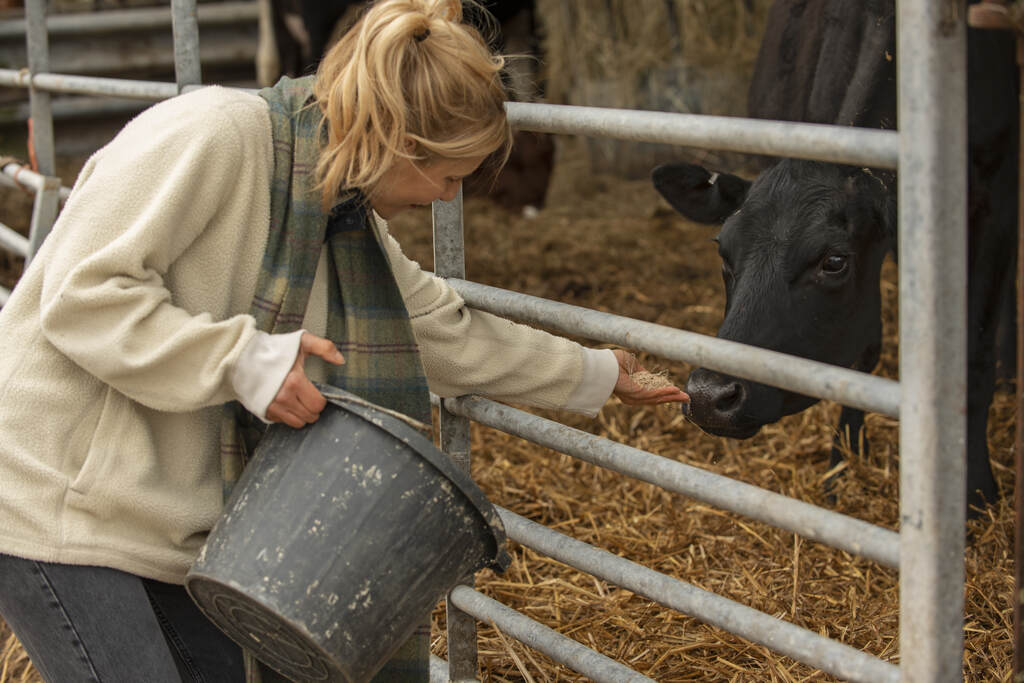 Produtora rural oferecendo suplementação mineral e proteica para bovino em fazenda de pecuária extensiva.