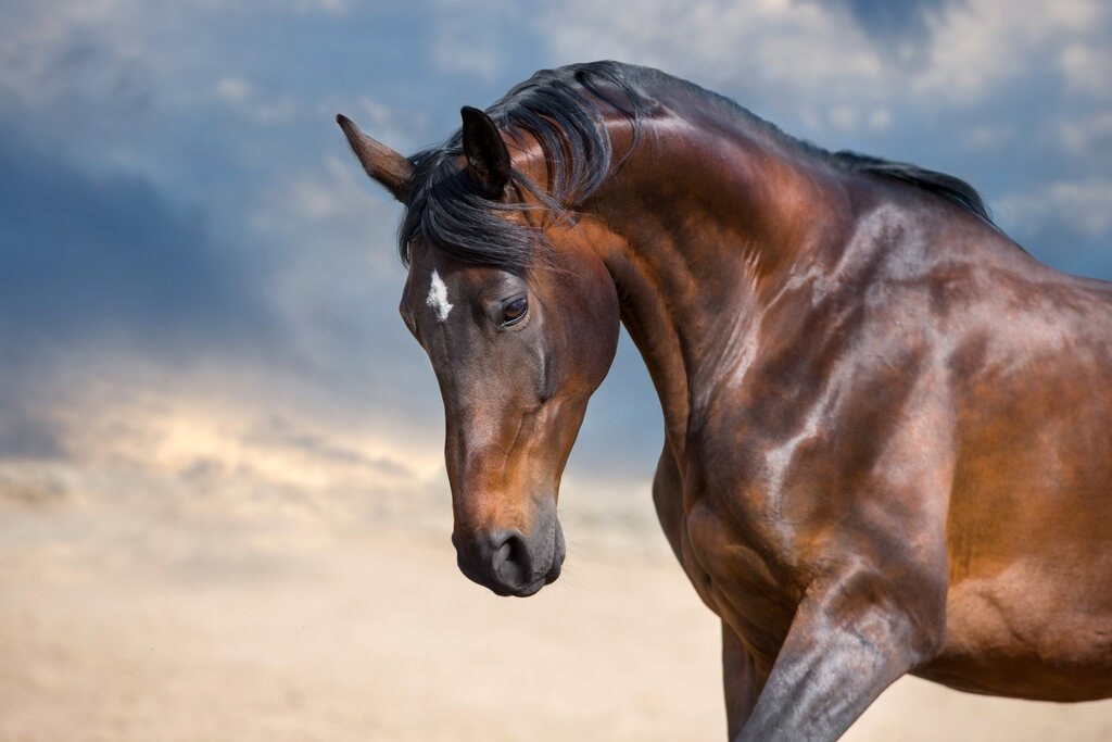 Cavalo forte e saudável; qual a melhor ração pra cavalo