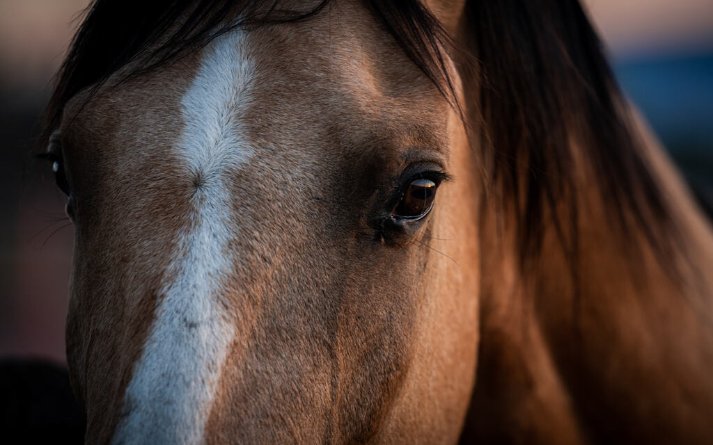 Close up de cavalo saudável; qual a melhor ração para cavalo