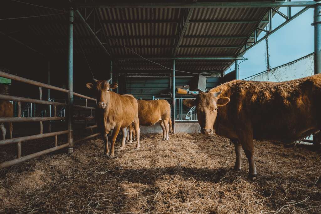 Bovinos em confinamento comendo ração de baixo custo sobre cama de feno em galpão rural.