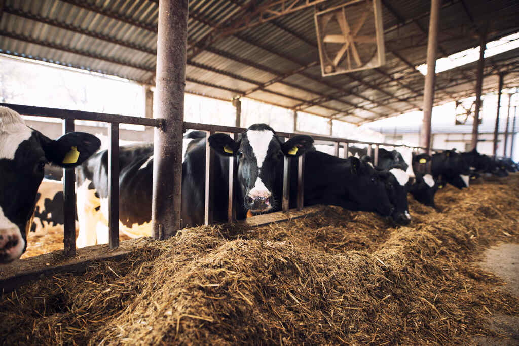 Vacas leiteiras da raça Holandesa em galpão de confinamento alimentando-se de dieta total misturada (TMR) no cocho