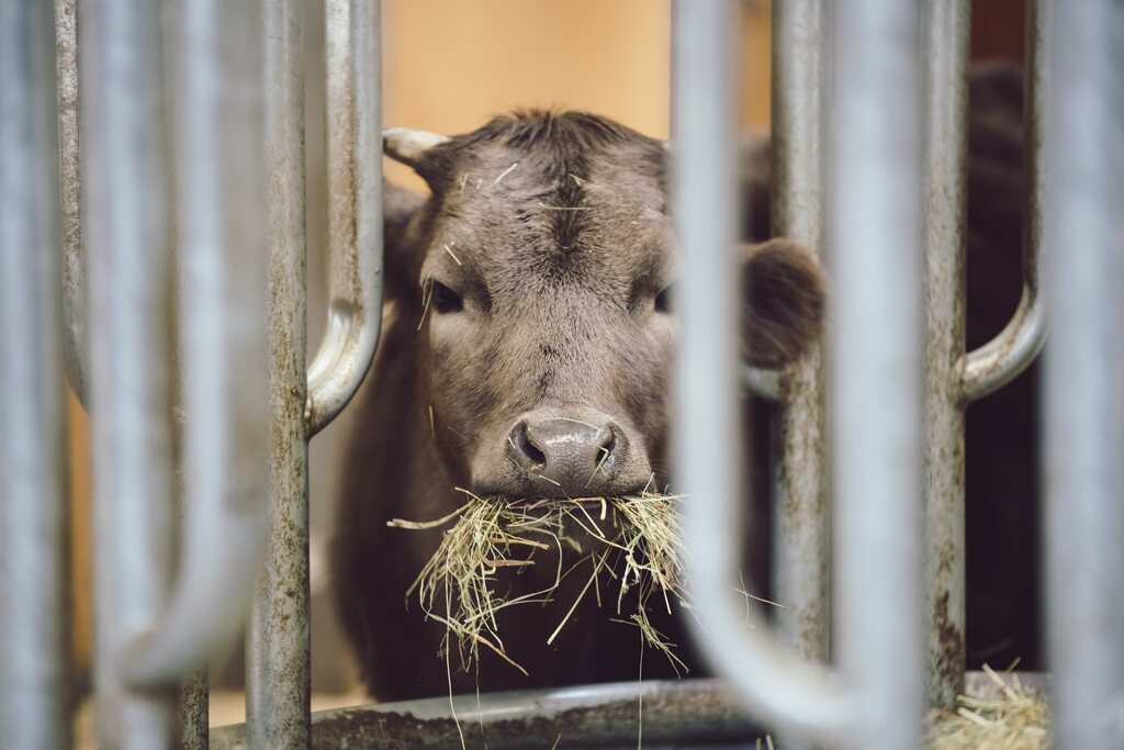 Close-up frontal de um bezerro marrom com pequenos chifres, visto através das grades metálicas de um curral. O animal está com um chumaço de feno seco na boca, simulando o processo de alimentação em confinamento.