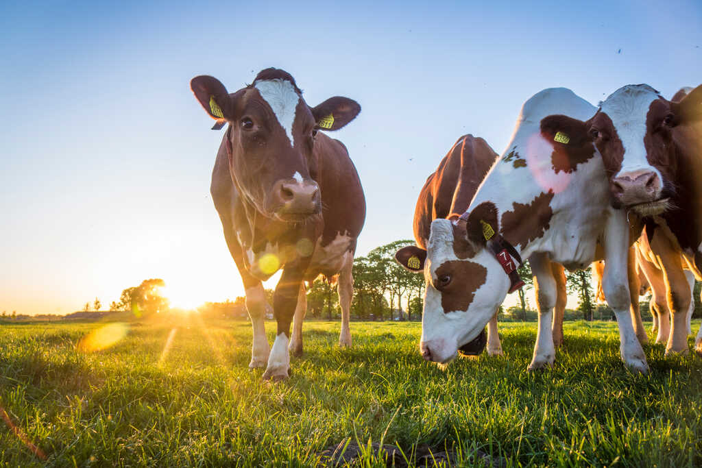 Um grupo de vacas de pelagem malhada em tons de marrom e branco em um pasto ao entardecer. O sol está baixo no horizonte, criando um brilho dourado (flare) na lente e iluminando a grama. Algumas vacas olham para a frente enquanto outras abaixam a cabeça.
