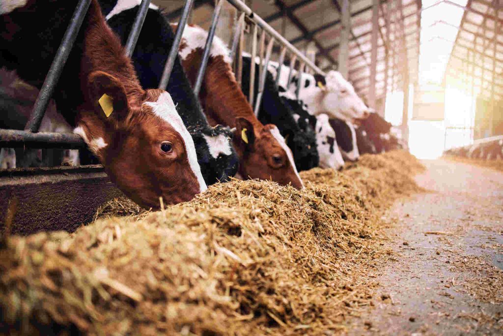 Close lateral de várias vacas em um estábulo alinhadas ao longo de um cocho de alimentação. O foco está em uma vaca marrom e branca em primeiro plano, que mergulha o focinho em uma mistura de silagem e farelo. A luz do sol entra pelo galpão ao fundo, criando um efeito de iluminação suave sobre o rebanho.