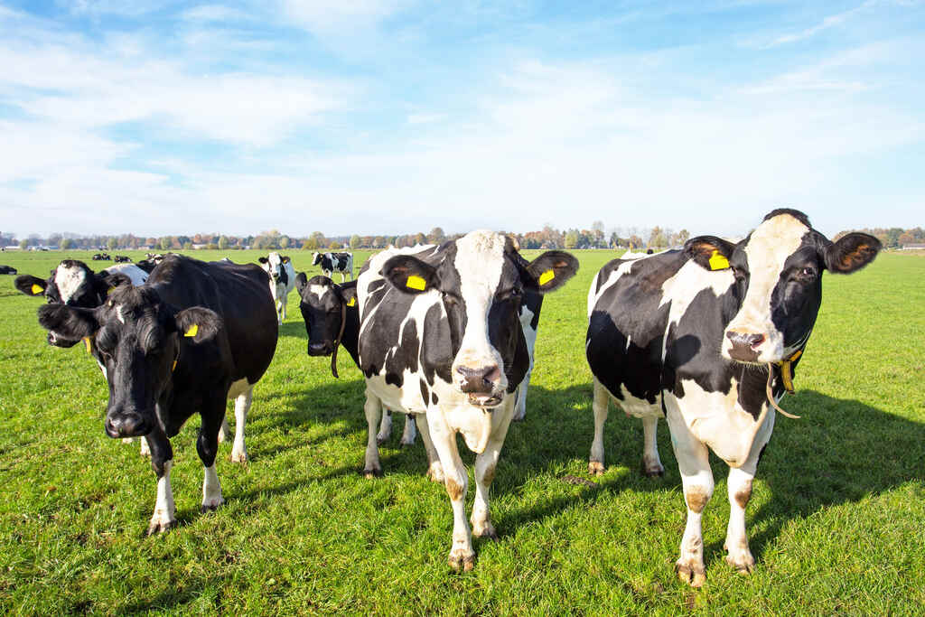 Três vacas leiteiras da raça Holandesa, com manchas pretas e brancas bem definidas e brincos de identificação amarelos nas orelhas, posam em um pasto verde plano e extenso sob um céu azul claro. Ao fundo, outras vacas do rebanho pastam próximo a uma linha de árvores no horizonte.