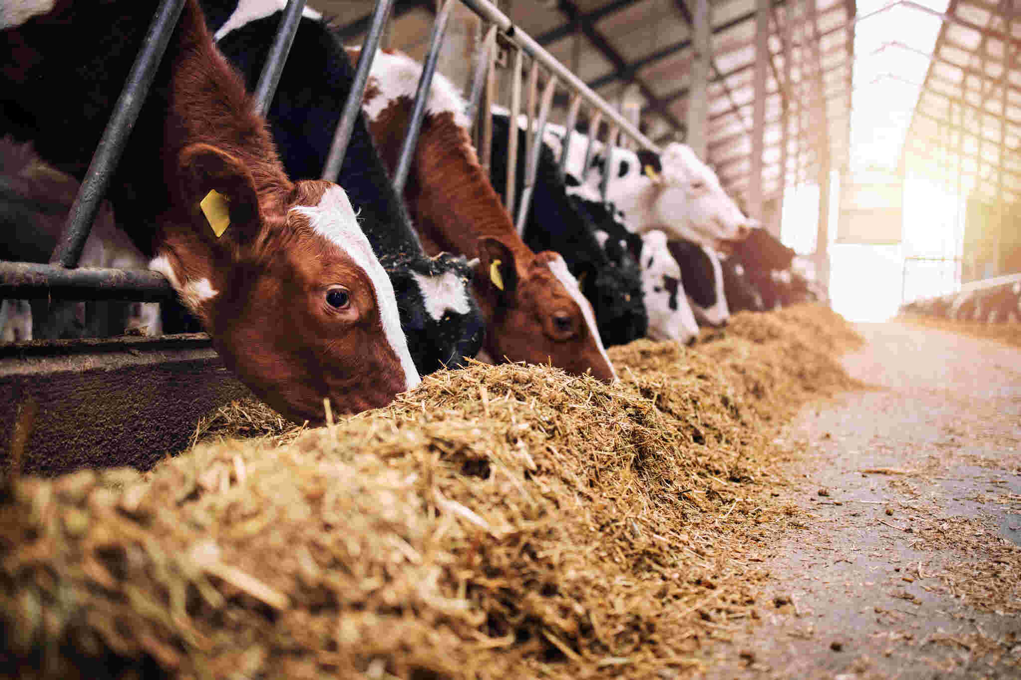 Close lateral de várias vacas em um estábulo alinhadas ao longo de um cocho de alimentação. O foco está em uma vaca marrom e branca em primeiro plano, que mergulha o focinho em uma mistura de silagem e farelo. A luz do sol entra pelo galpão ao fundo, criando um efeito de iluminação suave sobre o rebanho.
