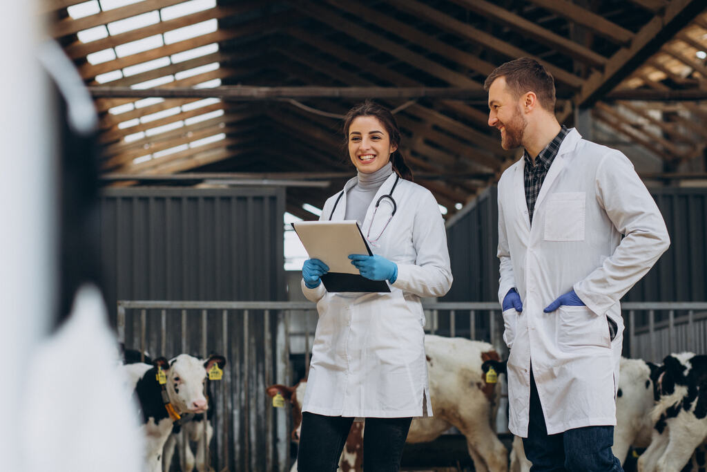 Médicos veterinários realizando consultoria técnica e planejamento de suplementação animal em galpão de bezerros.