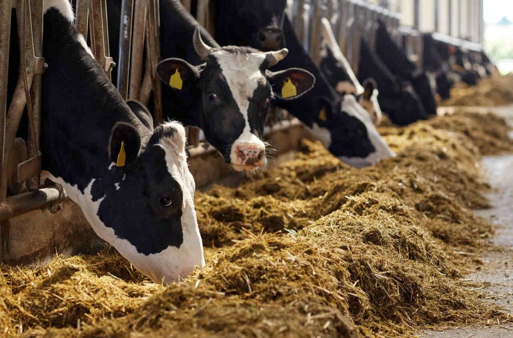 Gado leiteiro se alimentando de ração em estrutura de confinamento