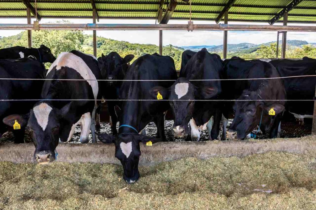Vacas em confinamento se alimentando de silagem em cocho coberto