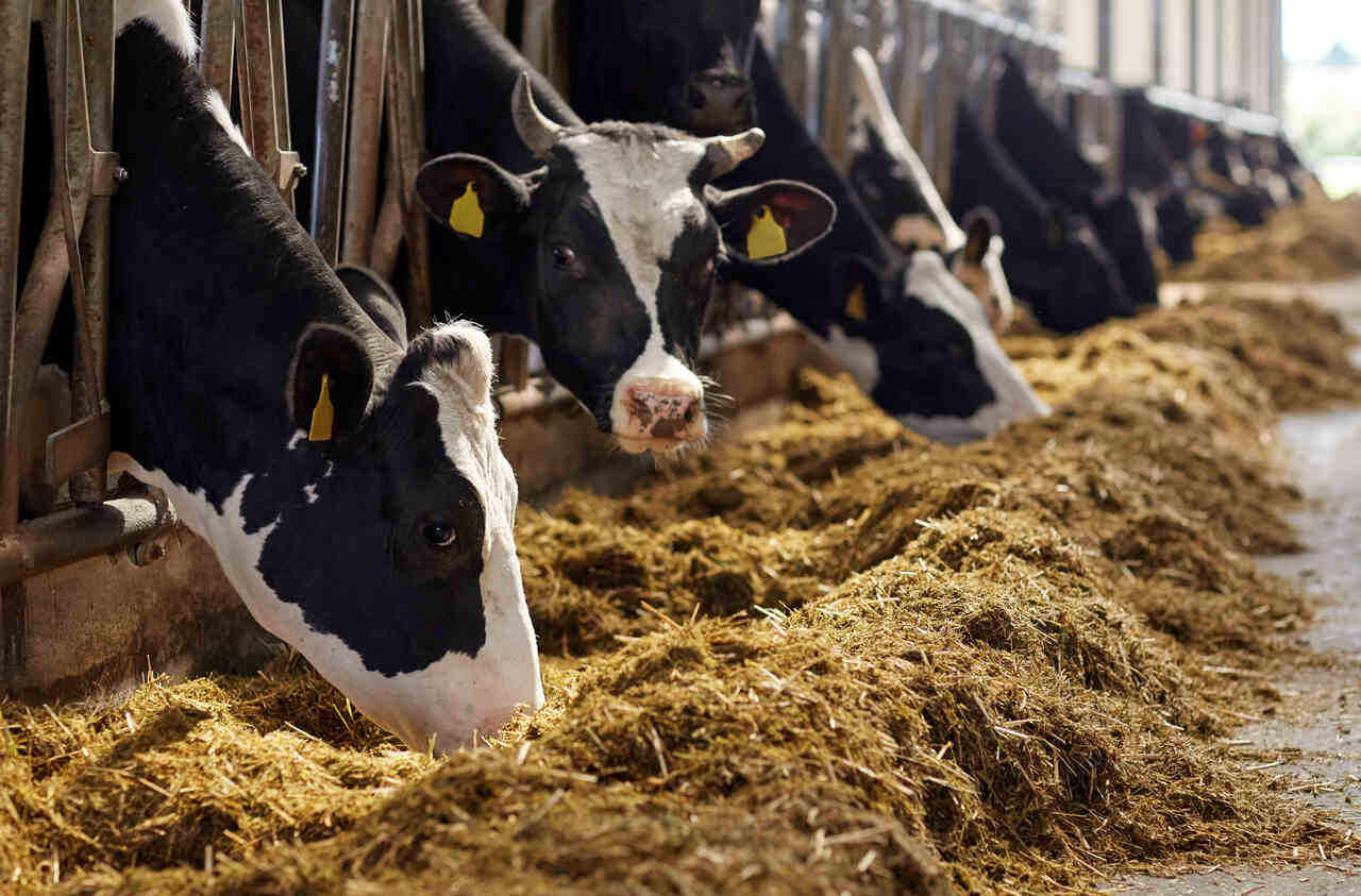 Gado leiteiro se alimentando de ração em estrutura de confinamento
