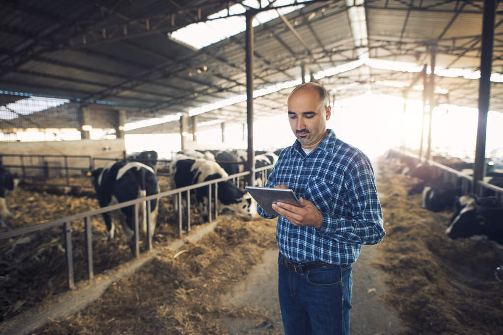Produtor rural usando tablet para gestão de vacas leiteiras em estábulo
