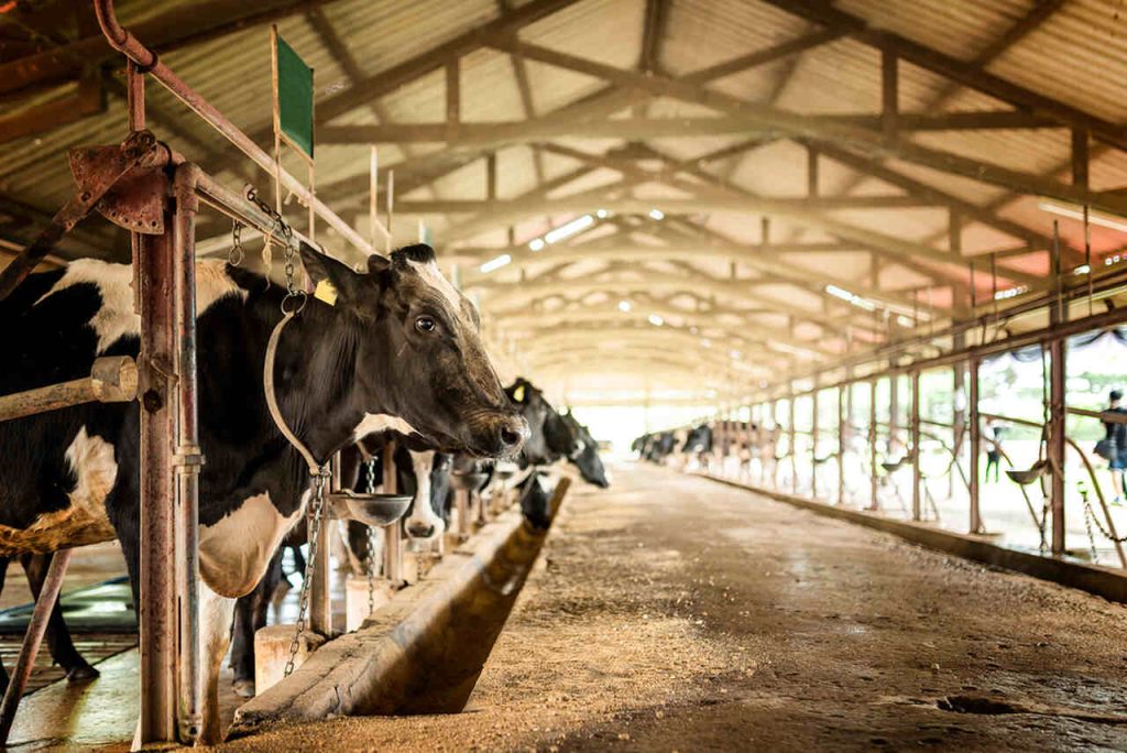 Vacas em confinamento sendo alimentadas com ração animal contendo derivados do algodão em sistema de produção leiteira.