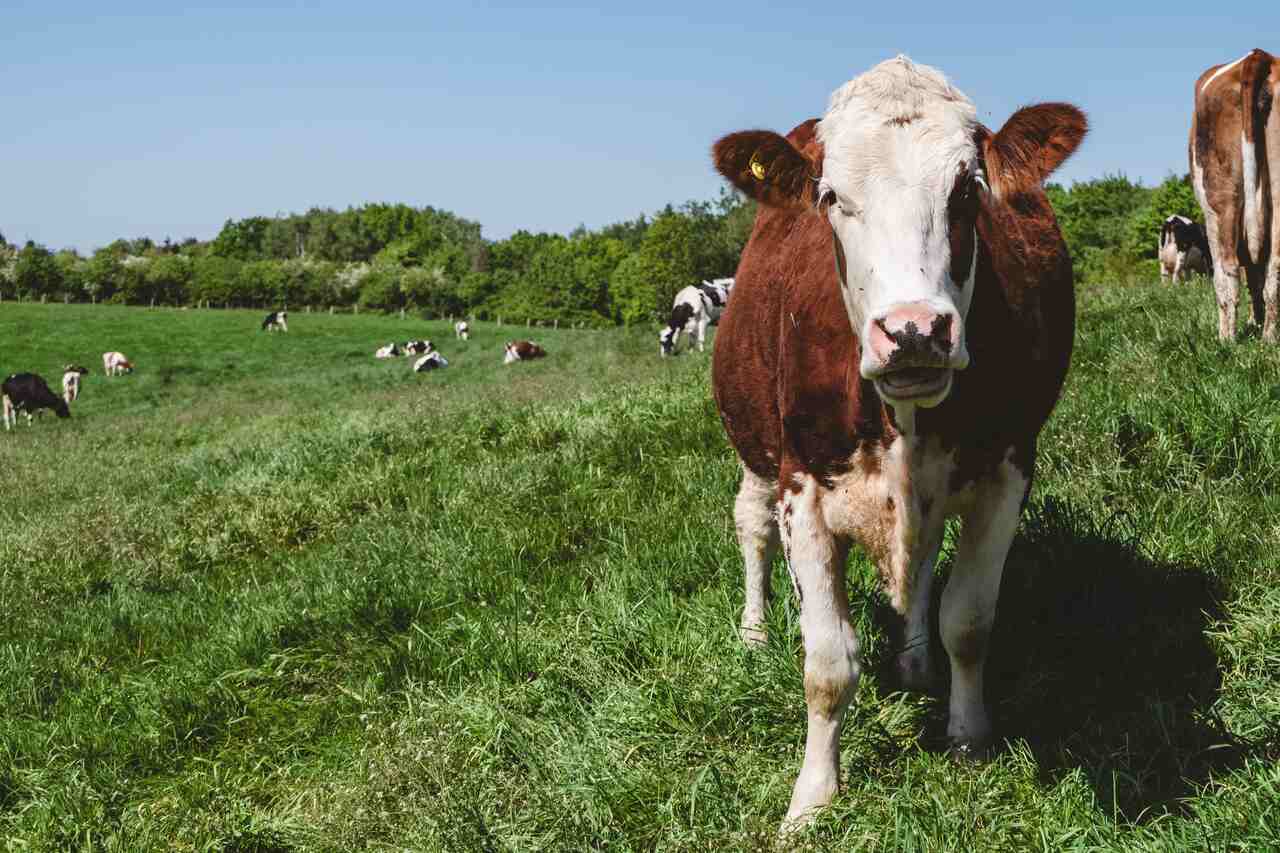 Vaca leiteira em pastagem saudável após suplementação alimentar com caroço de algodão na dieta do rebanho