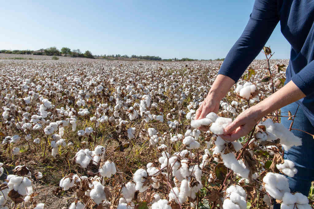 Colheita de algodão no campo com trabalhador selecionando fibras naturais