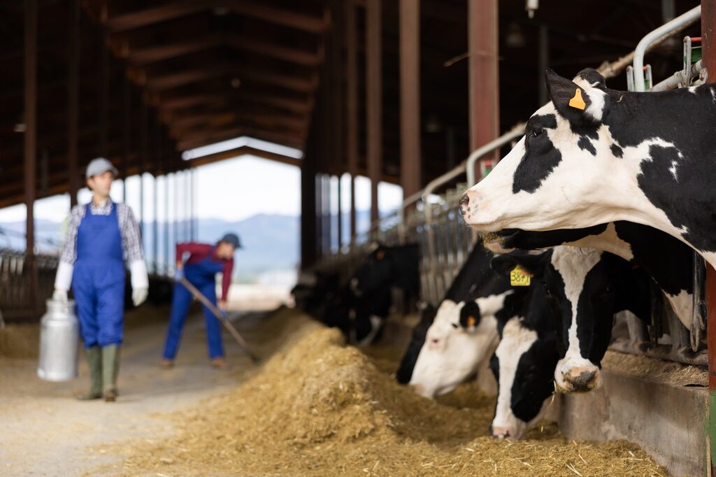 alimentação de vacas leiteiras em estábulo, manejo nutricional na pecuária leiteira