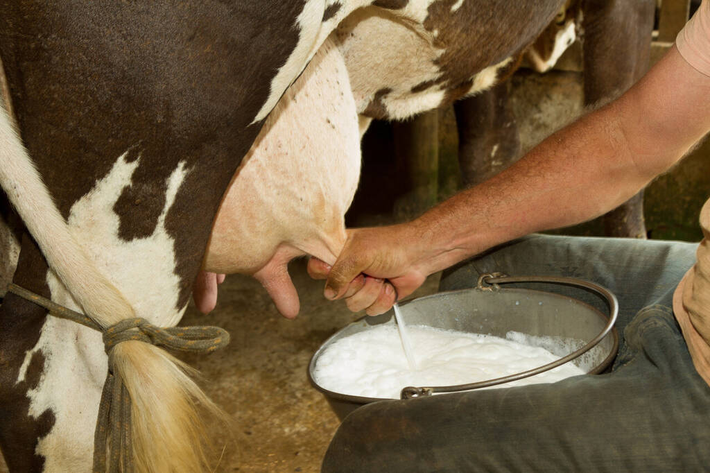 produção de leite em vaca leiteira durante ordenha manual em fazenda