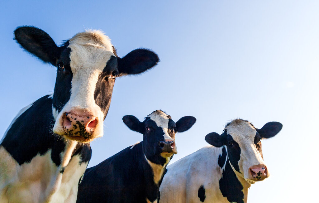 bovinos holandeses em destaque representando nutrição animal com torta e farelo de algodão