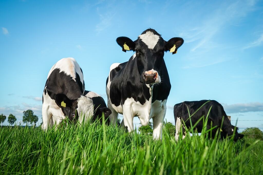 vacas leiteiras pastando em campo verde relacionadas ao uso de farelo de algodão na alimentação animal