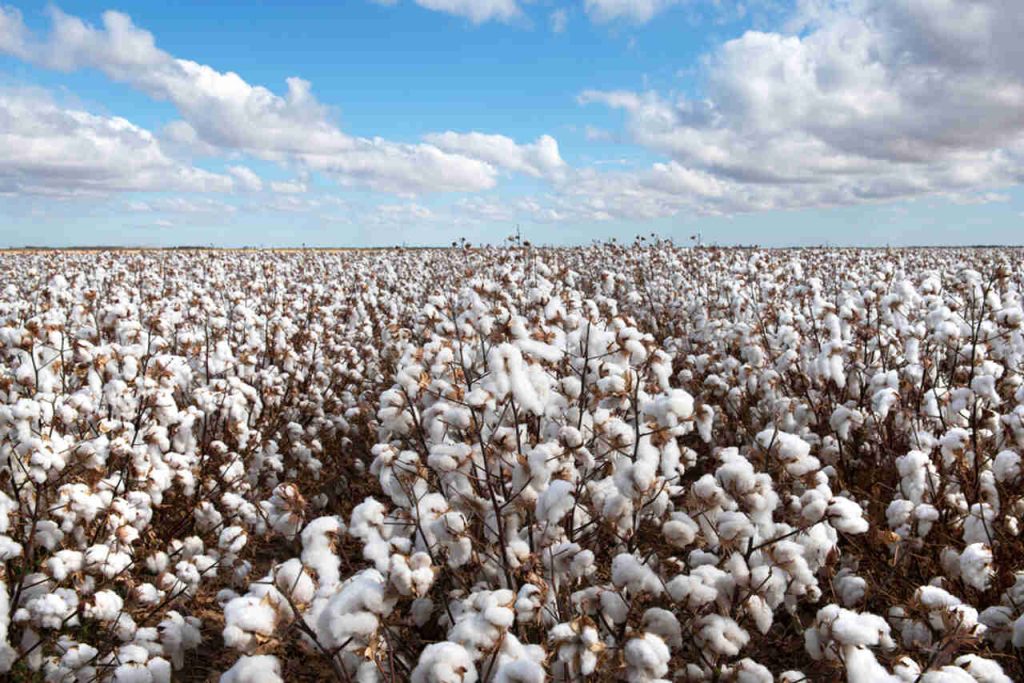 lantação de algodão pronta para colheita sob céu azul com nuvens