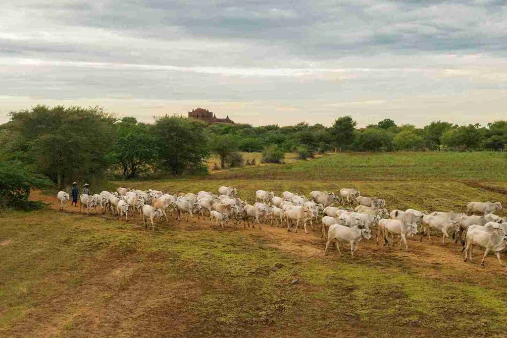 rebanho de gado caminhando em pastagem rural associado à suplementação com caroço de algodão ou torta de algodão na pecuária