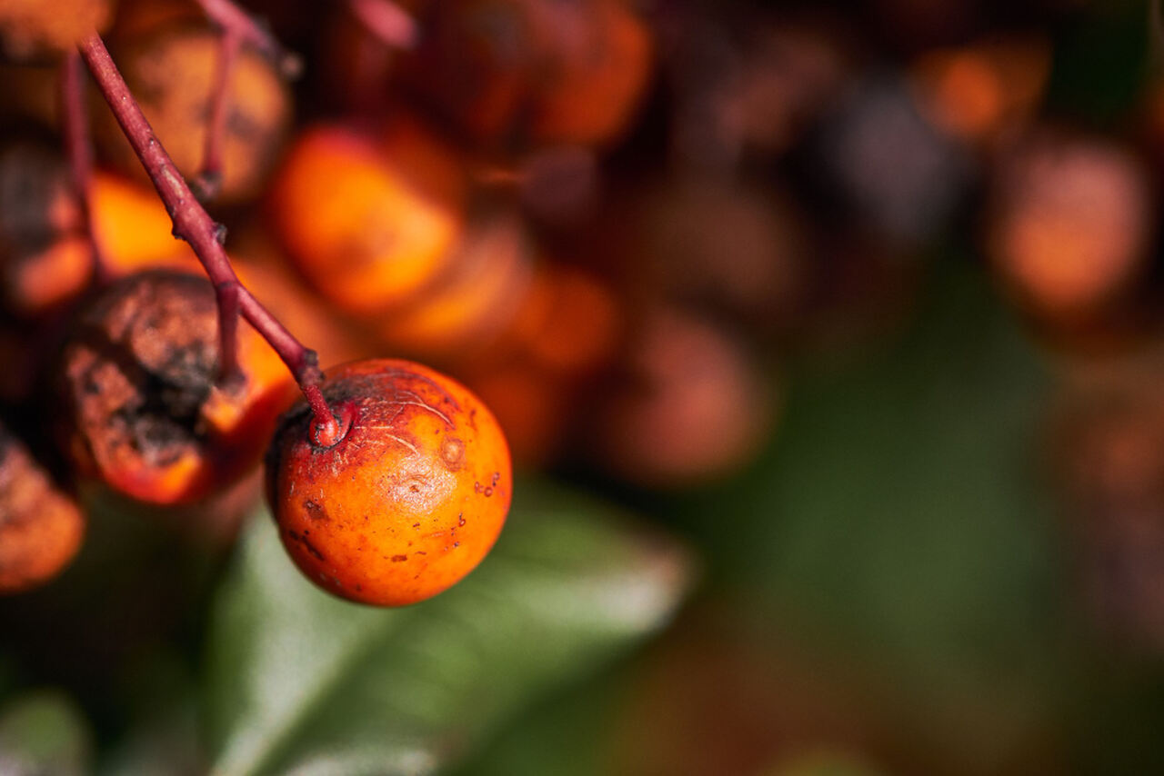 Frutos da palmeira de dendê utilizados para a produção de óleo de palma.