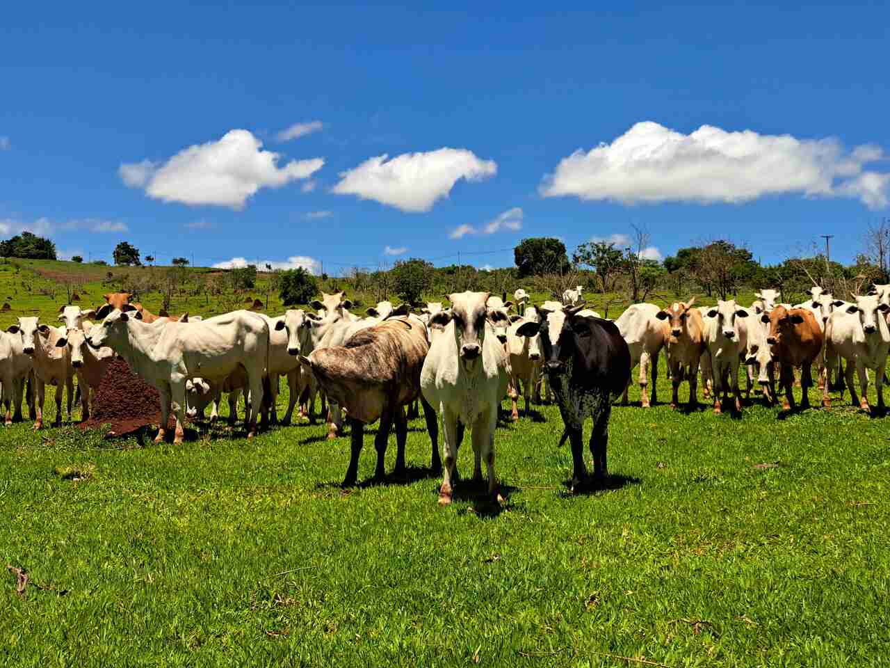 Rebanho de bovinos em pastagem relacionado ao uso de torta de algodão na alimentação animal na pecuária